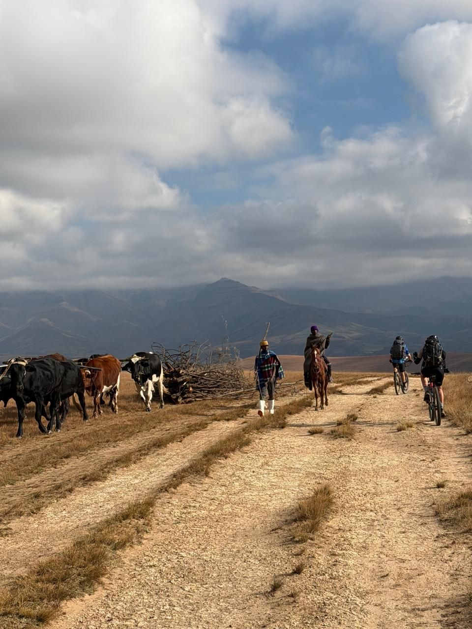 Sharing the road with cattle, Freedom Challenge 2026